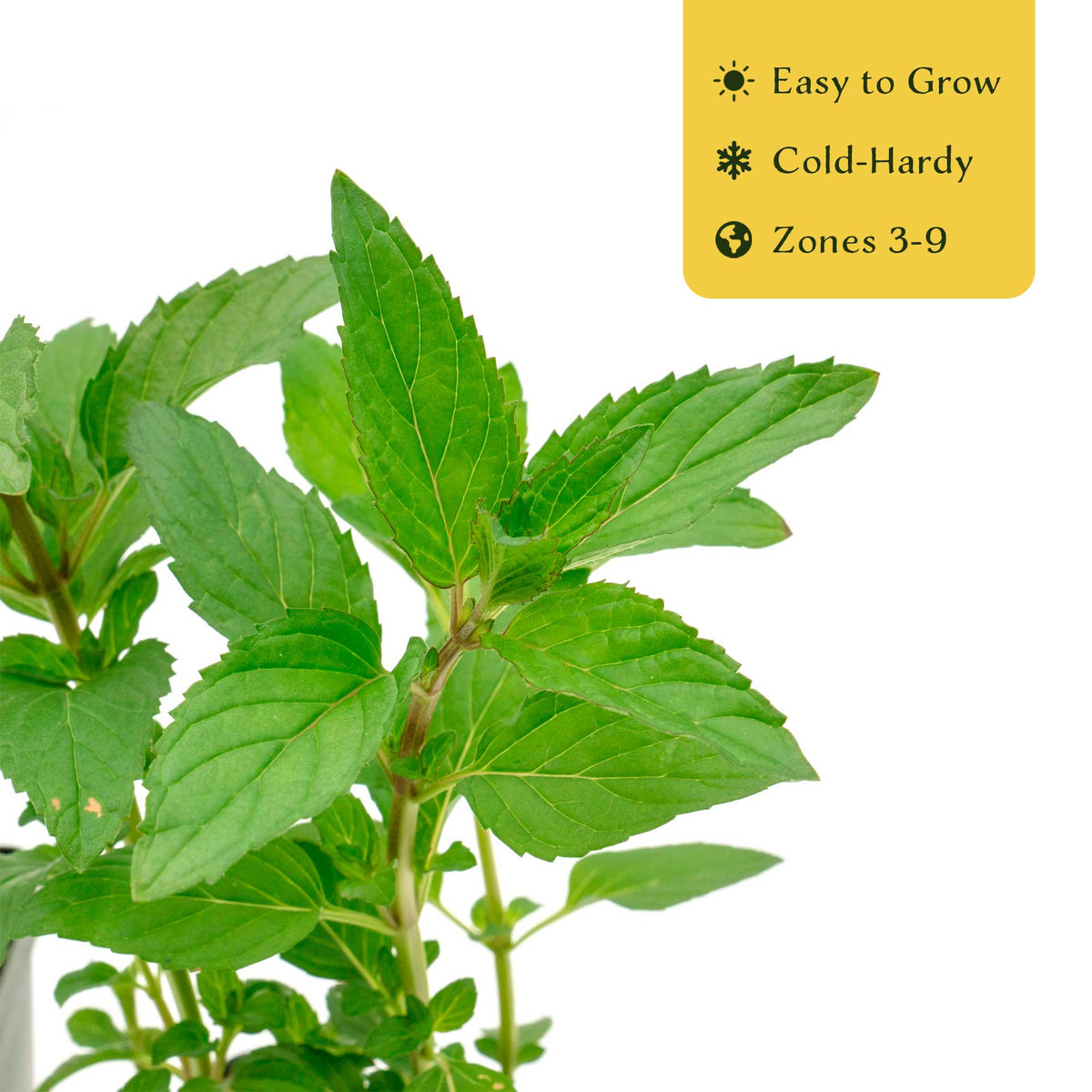 2 Peppermint Plants – Fragrant Edible Perennial Herb for Fresh Tea, Cooking & Easy Growing in Containers & Herb Gardens (Mentha piperita L.)