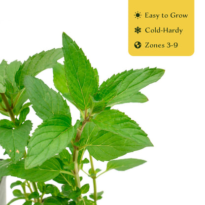 2 Peppermint Plants – Fragrant Edible Perennial Herb for Fresh Tea, Cooking & Easy Growing in Containers & Herb Gardens (Mentha piperita L.)