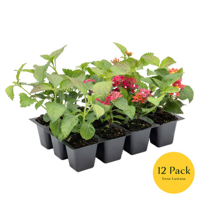 Irene Lantana | Live Plant in 2.5 Inch Nursery Cube | Lantana camara 'Irene'