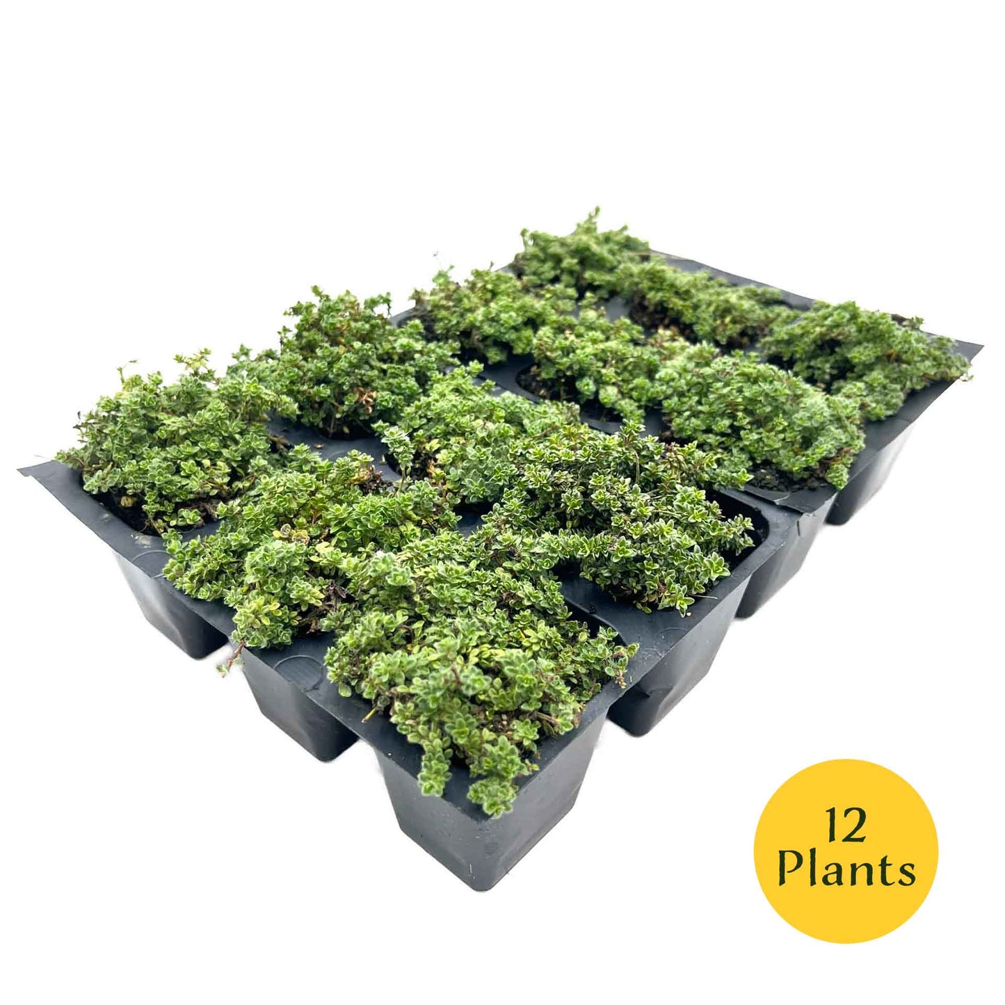 Elfin Thyme (Thymus serpyllum 'Elfin')