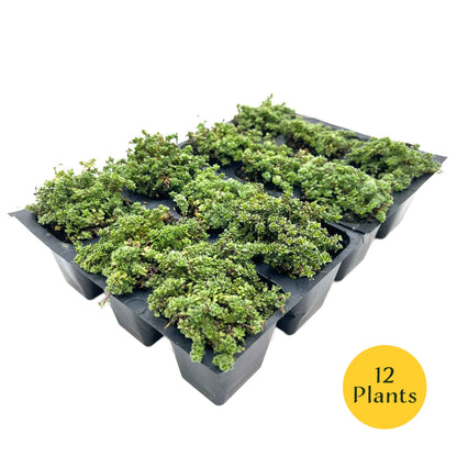 Elfin Thyme (Thymus serpyllum 'Elfin')
