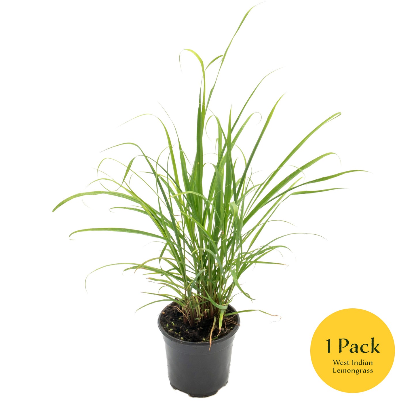 West Indian Lemongrass | Live Edible Herb in 4 Inch Nursery Pot | Cymbopogon Citratus