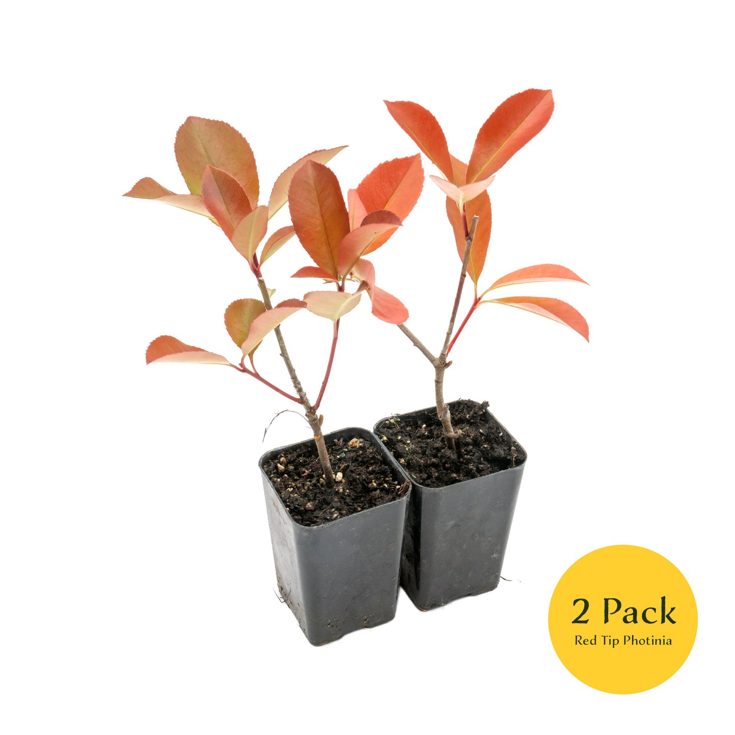 Red Tip Photinia | Live Plant in 3.5 Inch Nursery Cube | Photinia x Fraseri