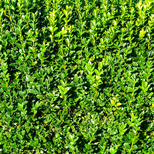 Winter Gem Boxwood | Live Plant in 2.5 Inch Nursery Cube | Buxus microphylla VAR. Japonica