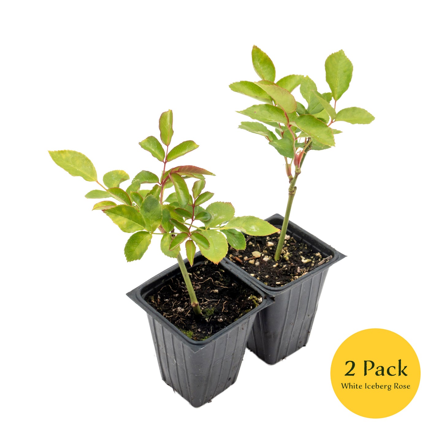 White Iceberg Rose | Live Plant in 2.5 Inch Nursery Cube | Rosa 'KORbin'