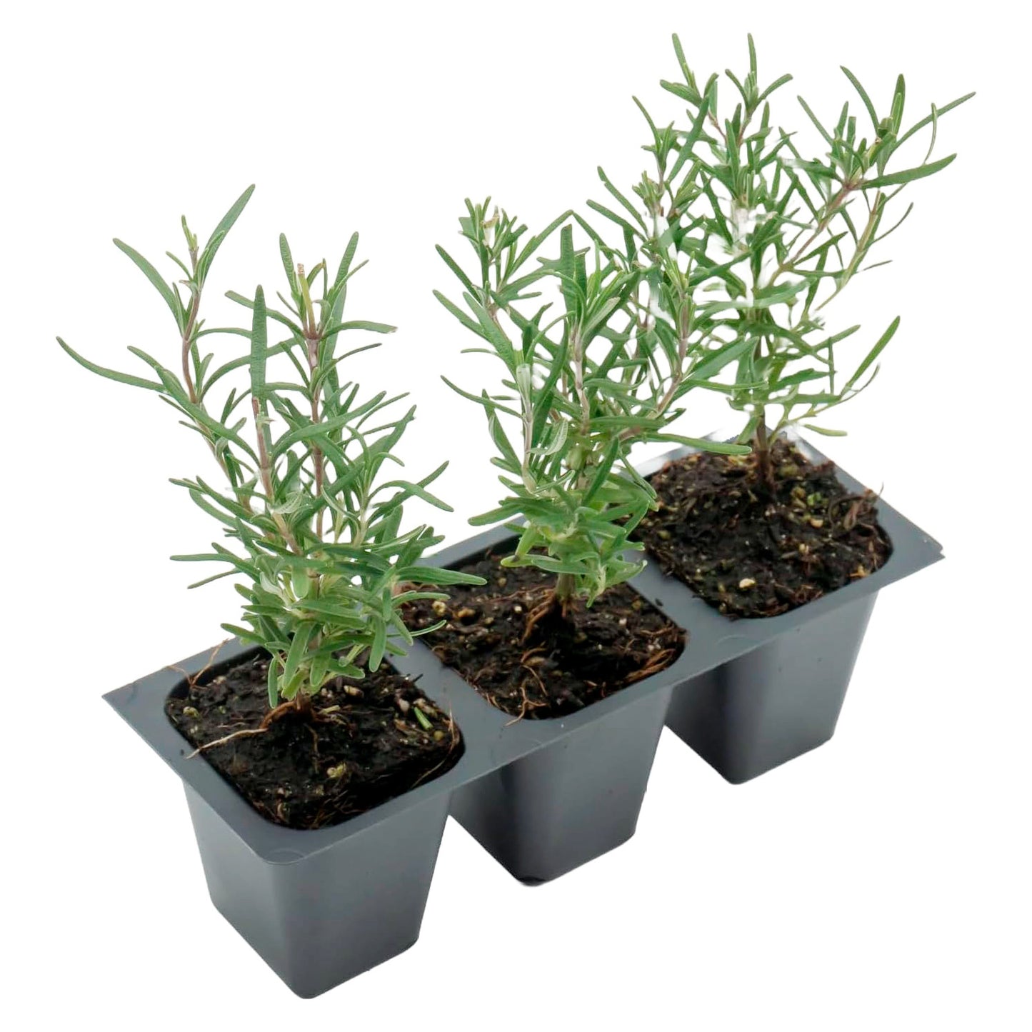 Tuscan Blue Rosemary | Live Herb in 2.5 Inch Nursery Cube | Rosmarinus Officinalis
