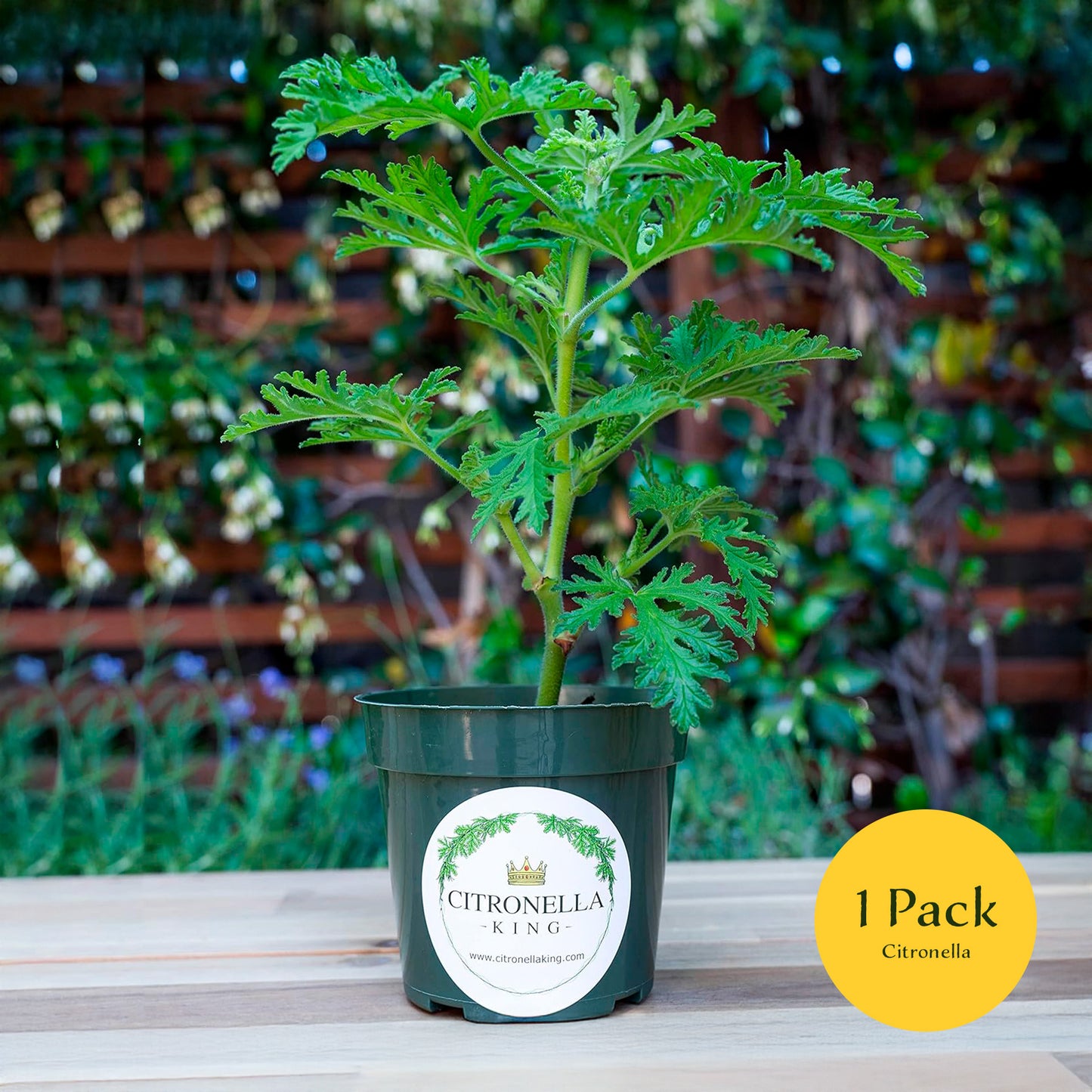 Citronella | Live Herb in 4 Inch Nursery Pot | Pelargonium graveolens