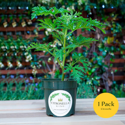Citronella | Live Herb in 4 Inch Nursery Pot | Pelargonium graveolens
