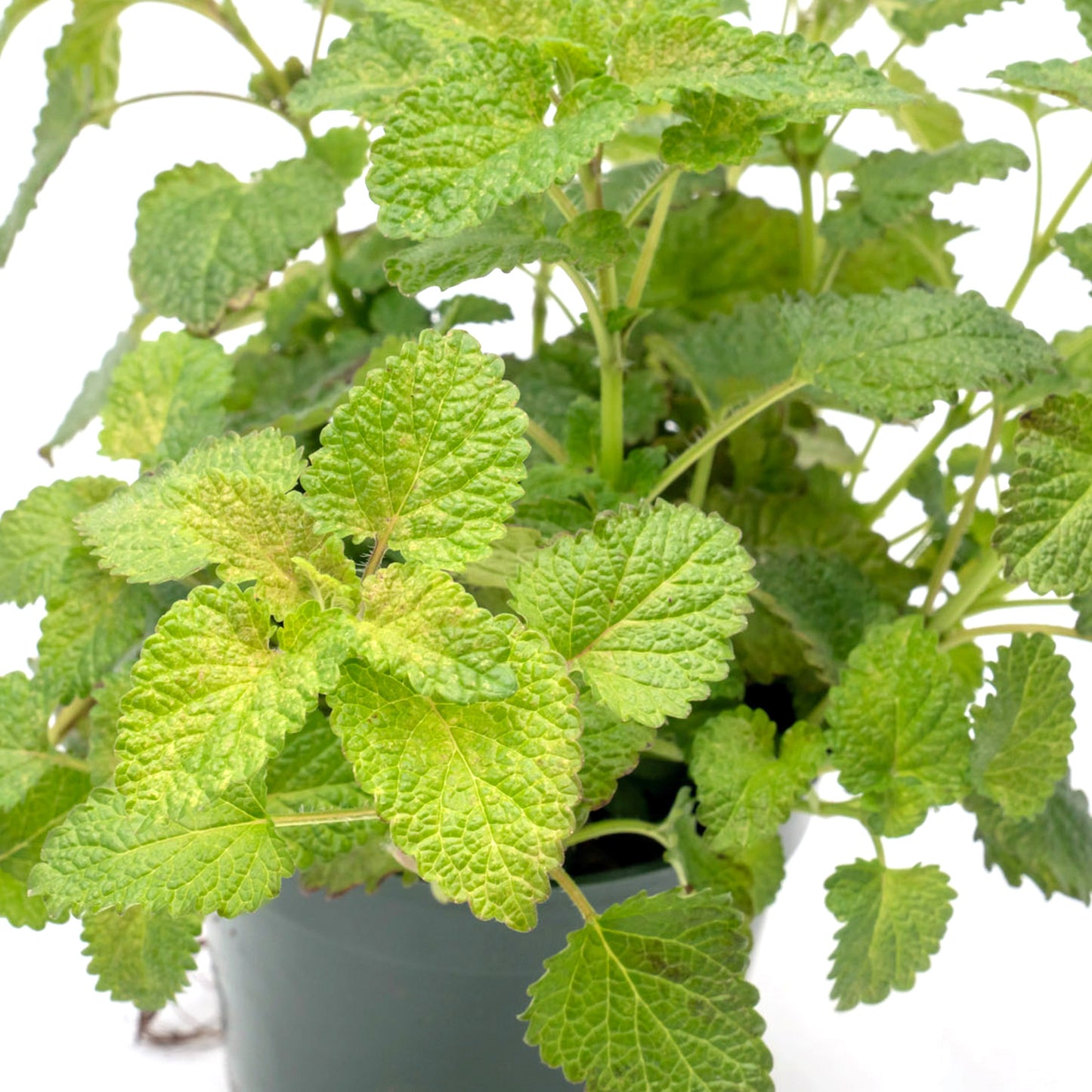 Lemon Balm | Live Herb in 4 Inch Nursery Pot | Melissa Officinalis