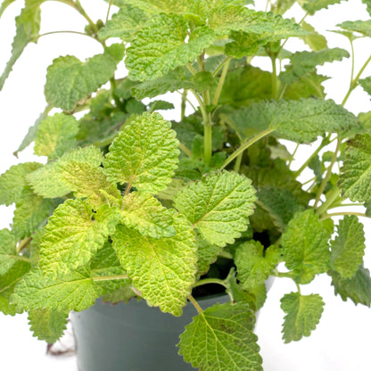 Lemon Balm | Live Herb in 4 Inch Nursery Pot | Melissa Officinalis