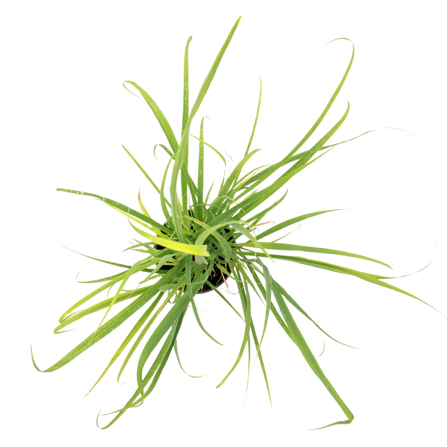West Indian Lemongrass | Live Edible Herb in 4 Inch Nursery Pot | Cymbopogon Citratus