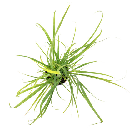 West Indian Lemongrass | Live Edible Herb in 4 Inch Nursery Pot | Cymbopogon Citratus
