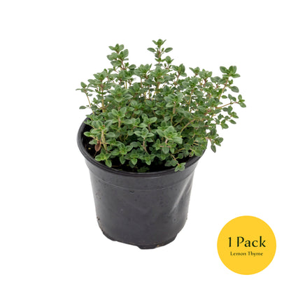 Lemon Thyme | Live Herb in 4 Inch Nursery Pot | Thymus Citriodorus