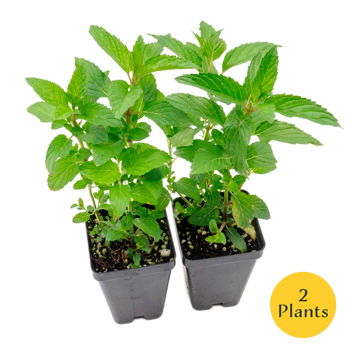 2 Peppermint Plants – Fragrant Edible Perennial Herb for Fresh Tea, Cooking & Easy Growing in Containers & Herb Gardens (Mentha piperita L.)