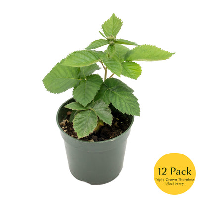Triple Crown Thornless Blackberry | Live Plant in 4 Inch Nursery Pot | Rubus fruticosus 'Triple Crown'
