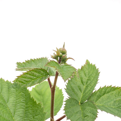 Triple Crown Thornless Blackberry | Live Plant in 4 Inch Nursery Pot | Rubus fruticosus 'Triple Crown'
