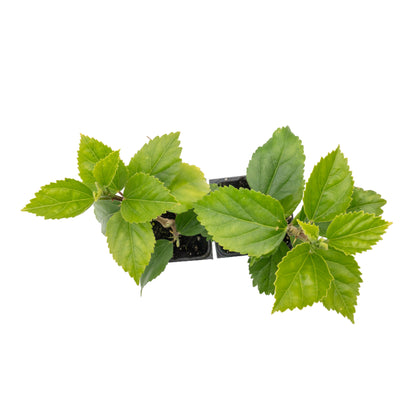 Kona Hibiscus | Live Plant in 2.5 Inch Nursery Cube | Hibiscus rosa-sinensis Hybrid