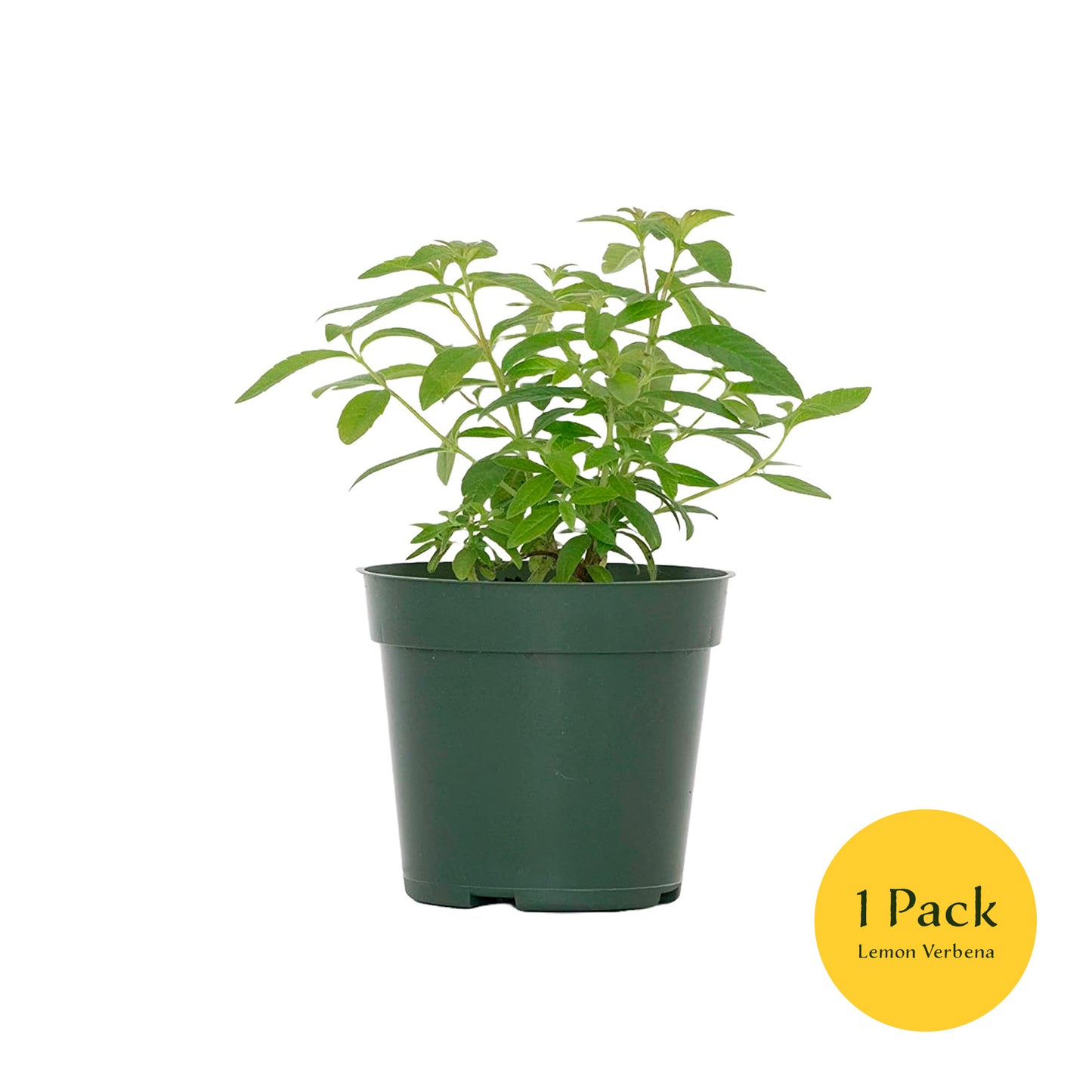 Lemon Verbena | Live Herb in 4 Inch Nursery Cube | Aloysia citriodora