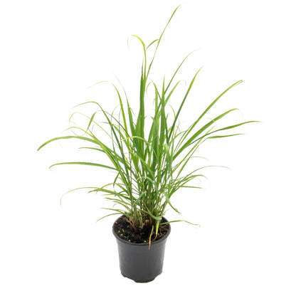 West Indian Lemongrass | Live Edible Herb in 4 Inch Nursery Pot | Cymbopogon Citratus