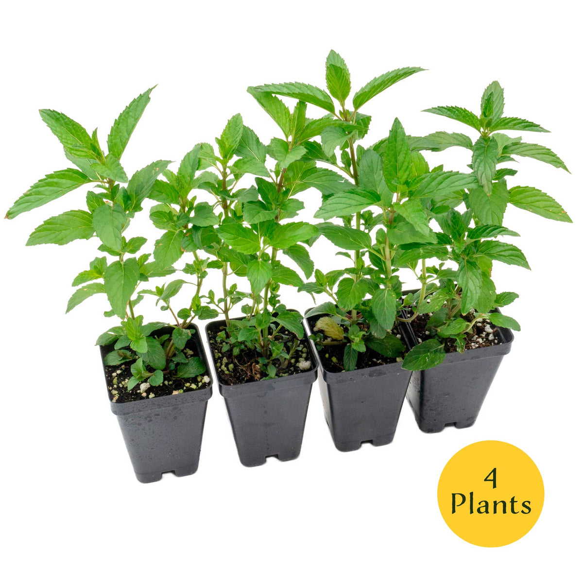 2 Peppermint Plants – Fragrant Edible Perennial Herb for Fresh Tea, Cooking & Easy Growing in Containers & Herb Gardens (Mentha piperita L.)
