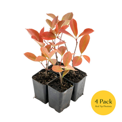 Red Tip Photinia | Live Plant in 3.5 Inch Nursery Cube | Photinia x Fraseri