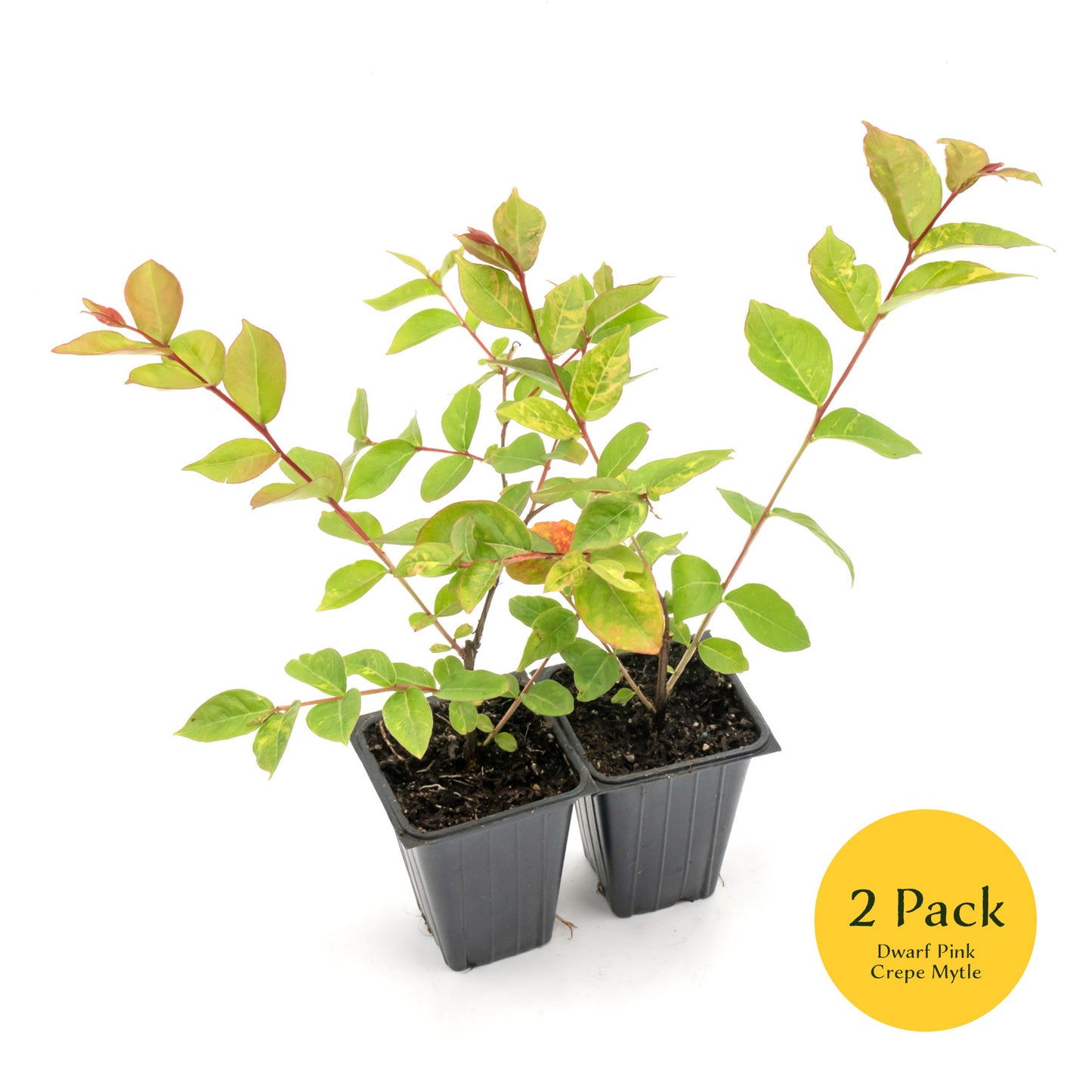 Dwarf Pink Crepe Myrtle Tree | Live Sapling in 2.5 Inch Nursery Cube | Lagerstroemia indica