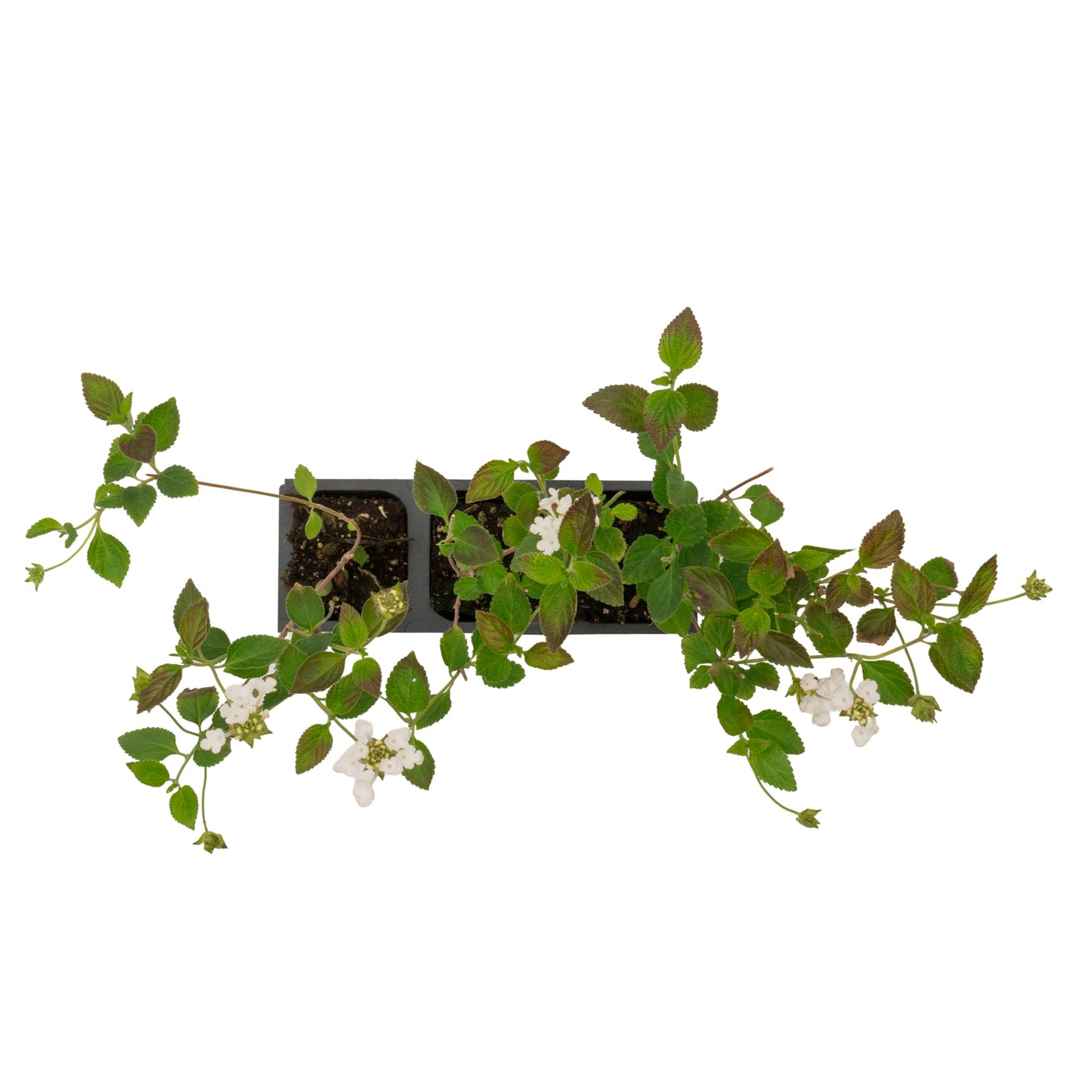Trailing White Lantana | Live Plant in 2.5 Inch Nursery Cube | Lantana Montevidensis