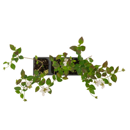 Trailing White Lantana | Live Plant in 2.5 Inch Nursery Cube | Lantana Montevidensis