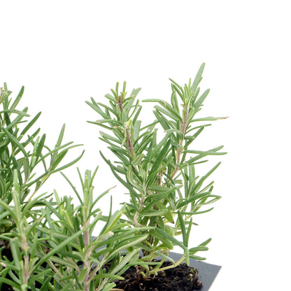Tuscan Blue Rosemary | Live Herb in 2.5 Inch Nursery Cube | Rosmarinus Officinalis