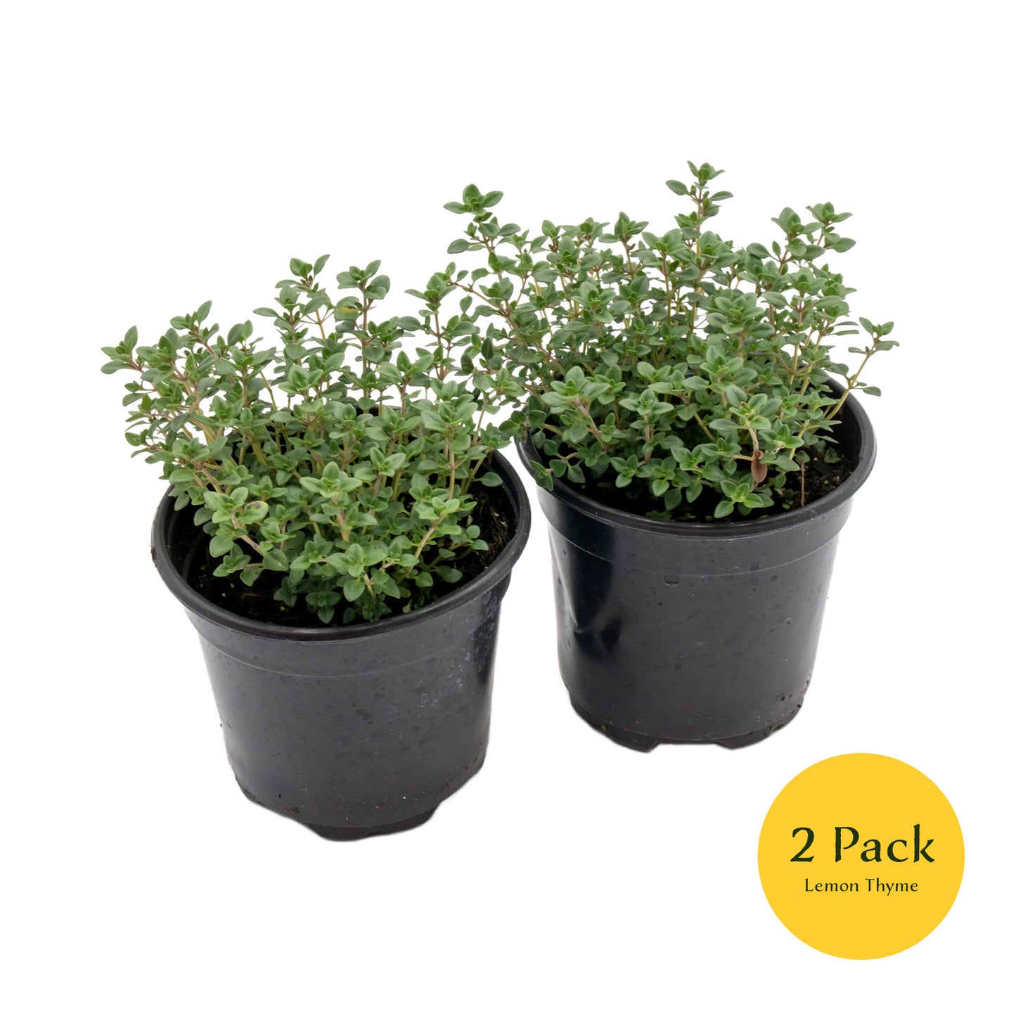 Lemon Thyme | Live Herb in 4 Inch Nursery Pot | Thymus Citriodorus