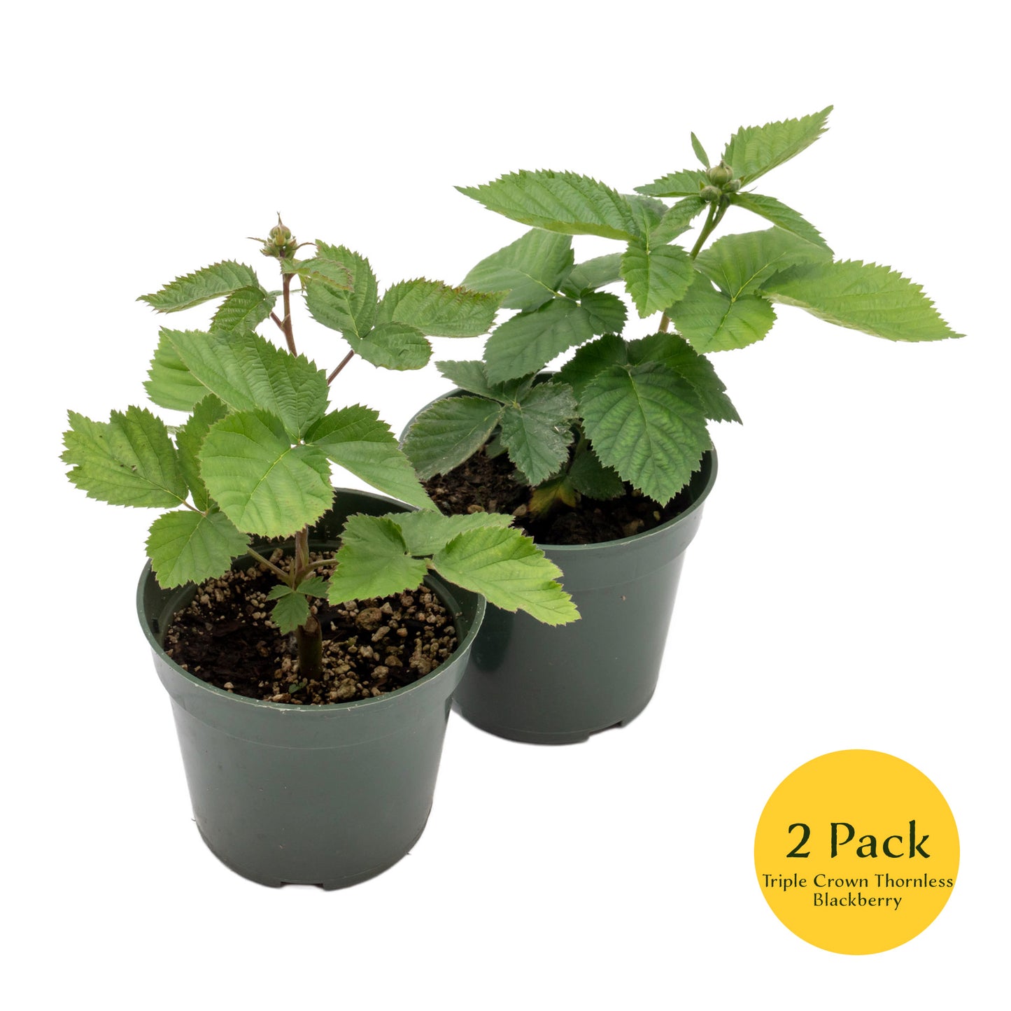 Triple Crown Thornless Blackberry | Live Plant in 4 Inch Nursery Pot | Rubus fruticosus 'Triple Crown'