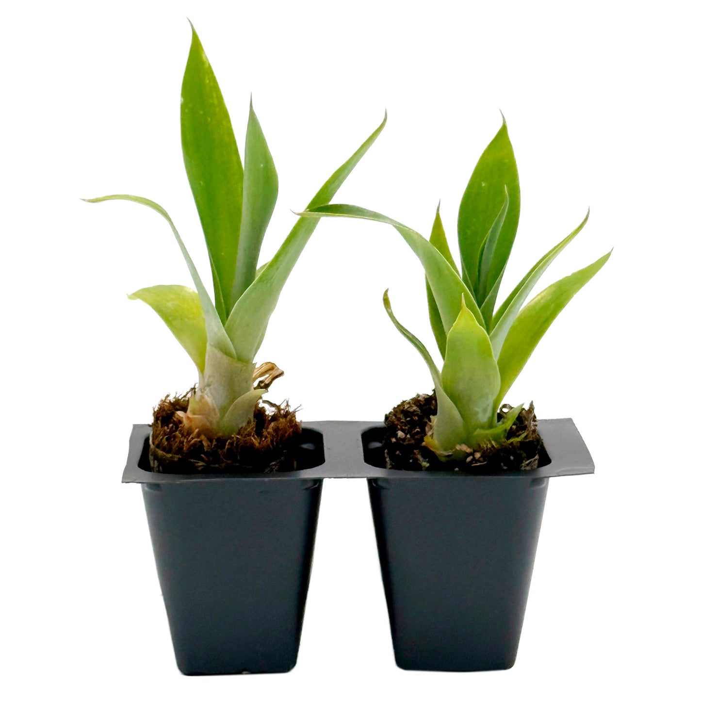 Blue Fox Tail Agave in 2.5” Nursery Cubes (Agave attenuata 'Boutin Blue') | Evergreen Spineless Succulent for Pots, Borders, and Landscapes