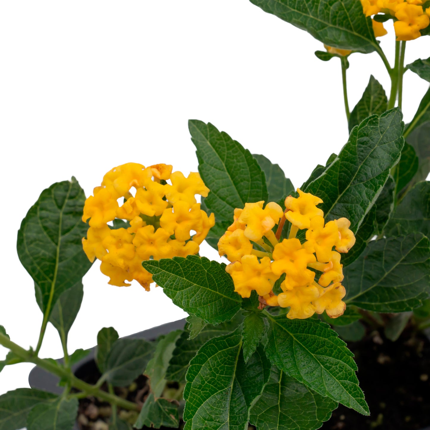 New Gold Lantana | Live Plant in 2.5 Inch Nursery Cube | Lantana x 'New Gold'