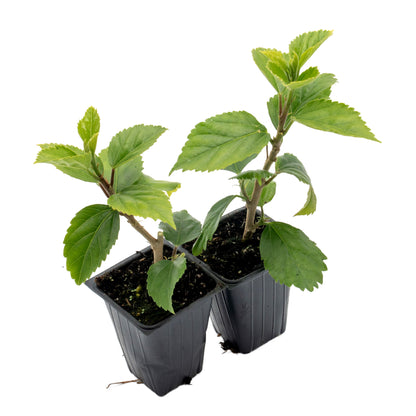 Kona Hibiscus | Live Plant in 2.5 Inch Nursery Cube | Hibiscus rosa-sinensis Hybrid