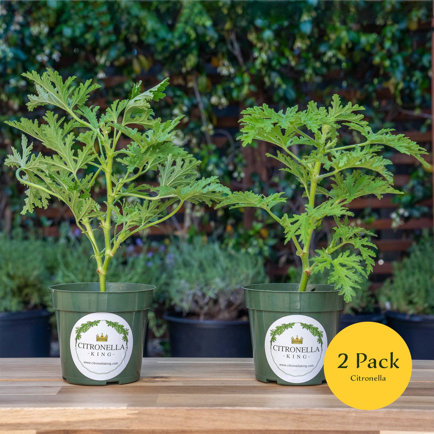 Citronella | Live Herb in 4 Inch Nursery Pot | Pelargonium graveolens