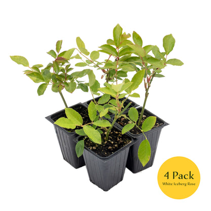 White Iceberg Rose | Live Plant in 2.5 Inch Nursery Cube | Rosa 'KORbin'