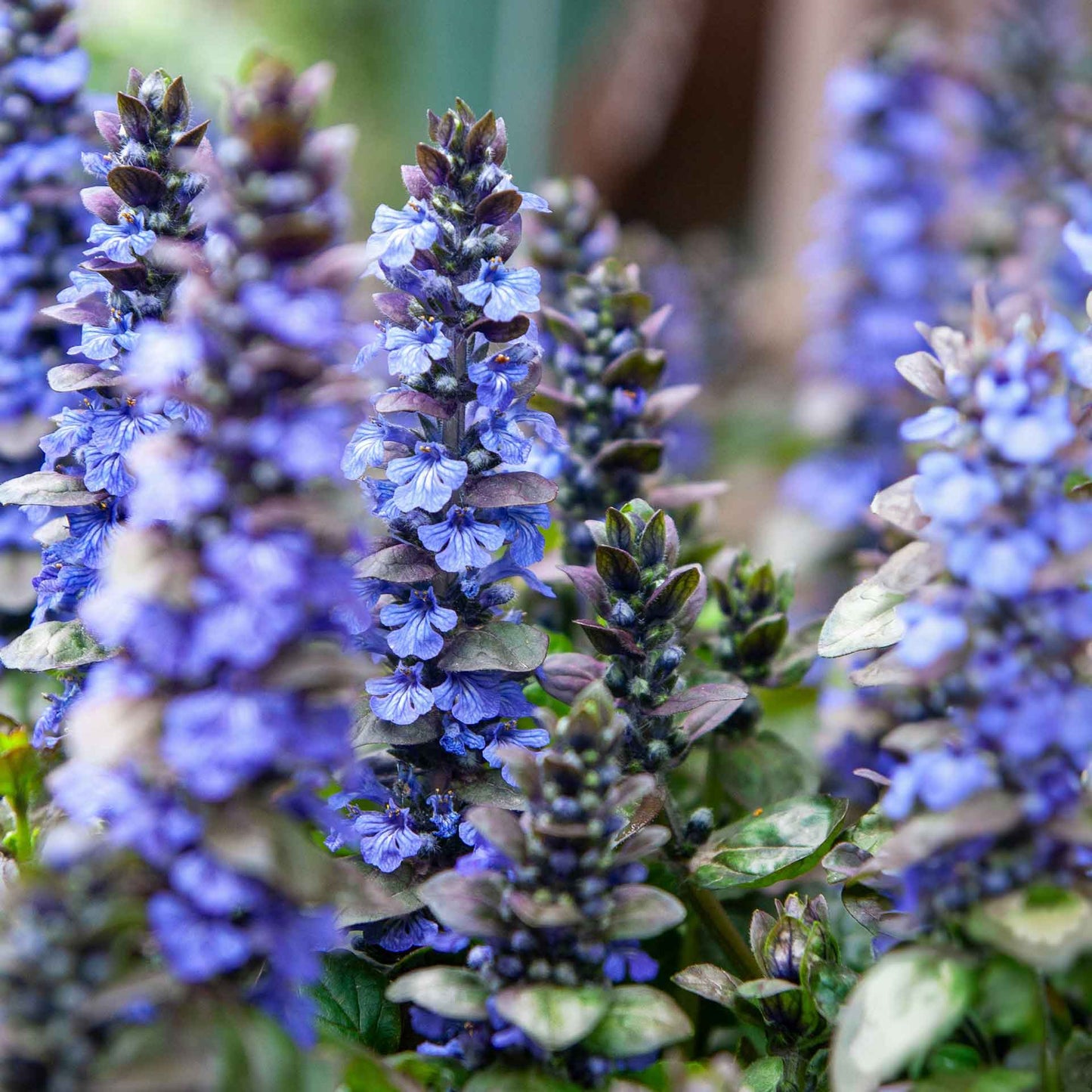 Princess Leia Bugleweed (Ajuga reptans ‘Princess Leia’)