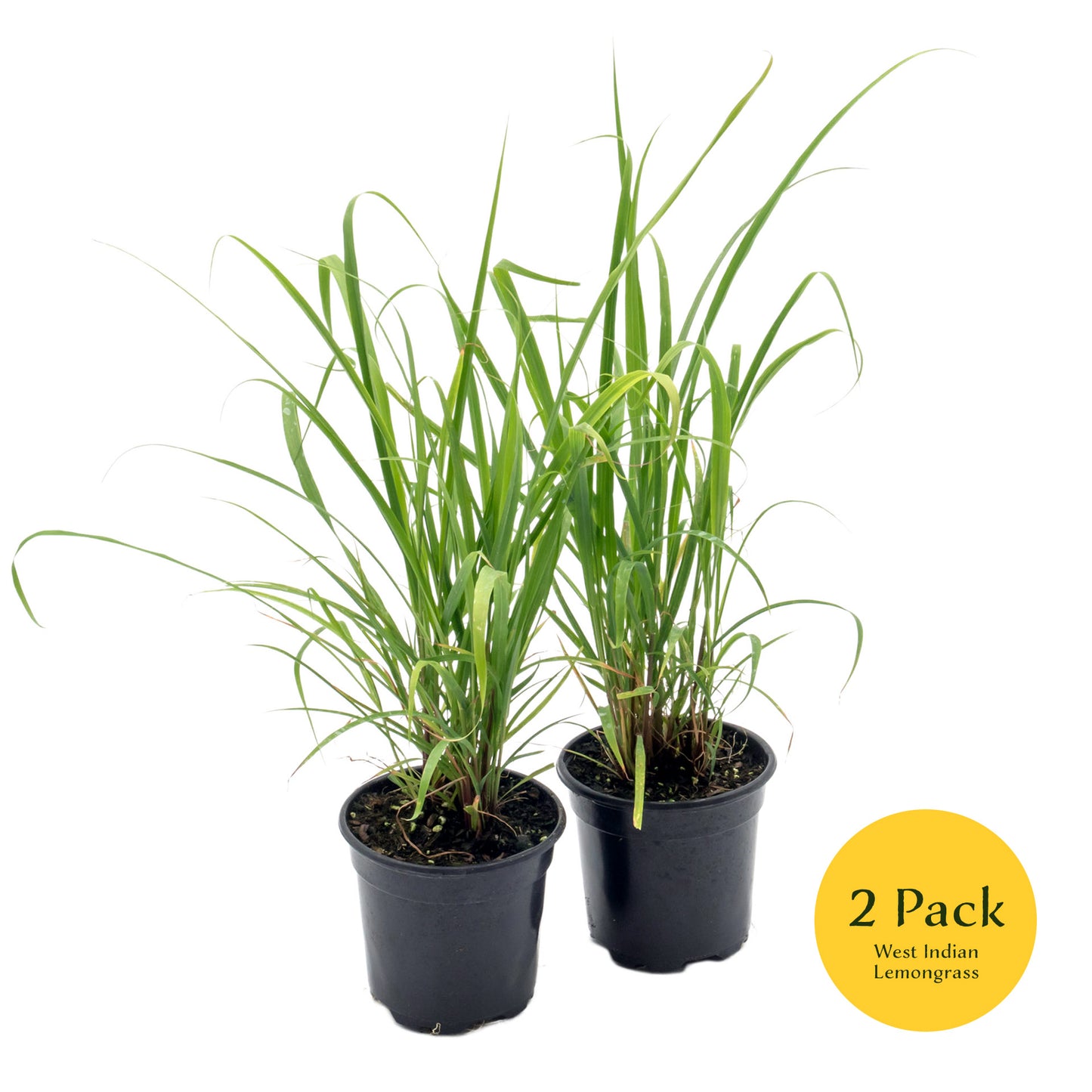 West Indian Lemongrass | Live Edible Herb in 4 Inch Nursery Pot | Cymbopogon Citratus