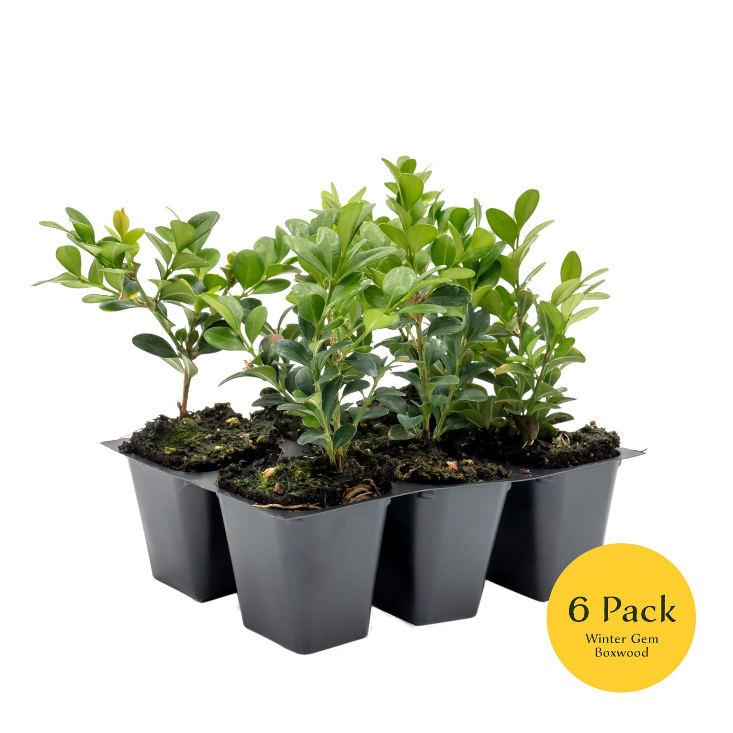 Winter Gem Boxwood | Live Plant in 2.5 Inch Nursery Cube | Buxus microphylla VAR. Japonica