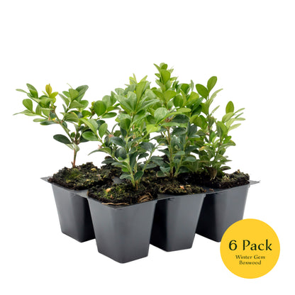 Winter Gem Boxwood | Live Plant in 2.5 Inch Nursery Cube | Buxus microphylla VAR. Japonica