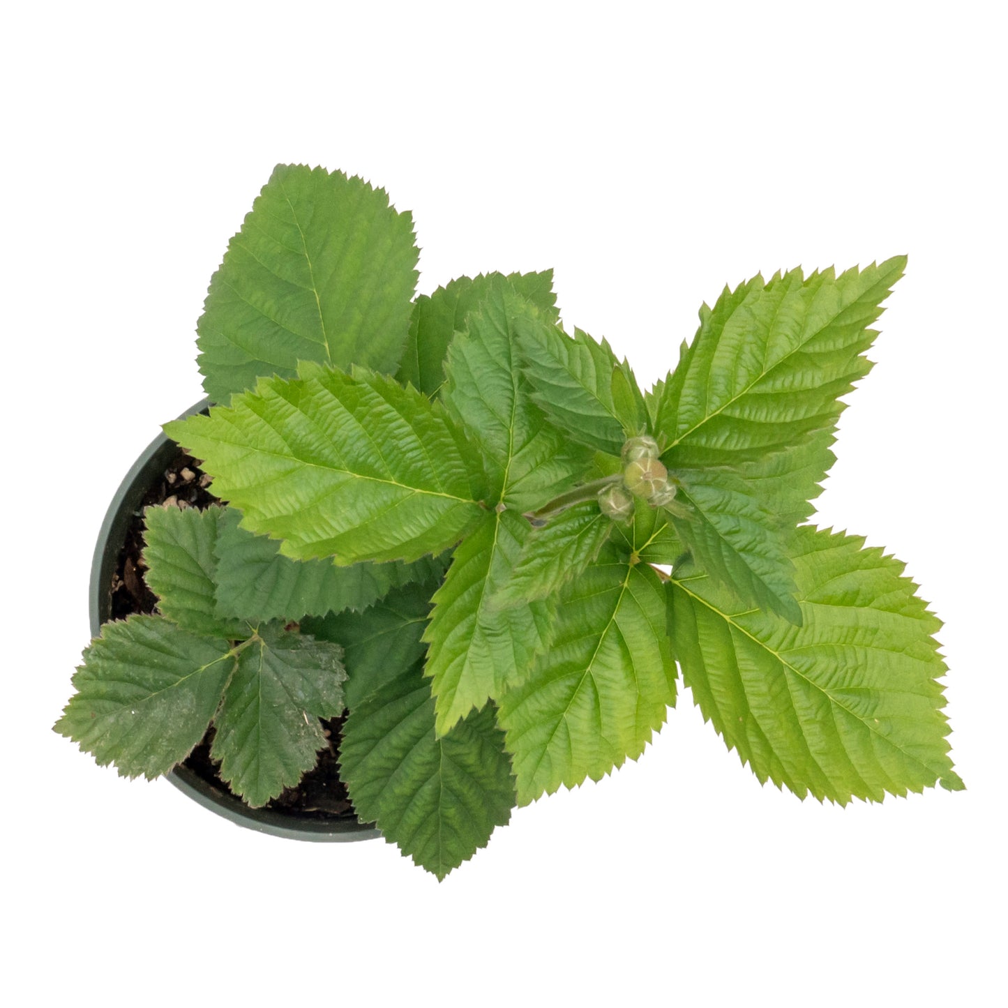 Triple Crown Thornless Blackberry | Live Plant in 4 Inch Nursery Pot | Rubus fruticosus 'Triple Crown'