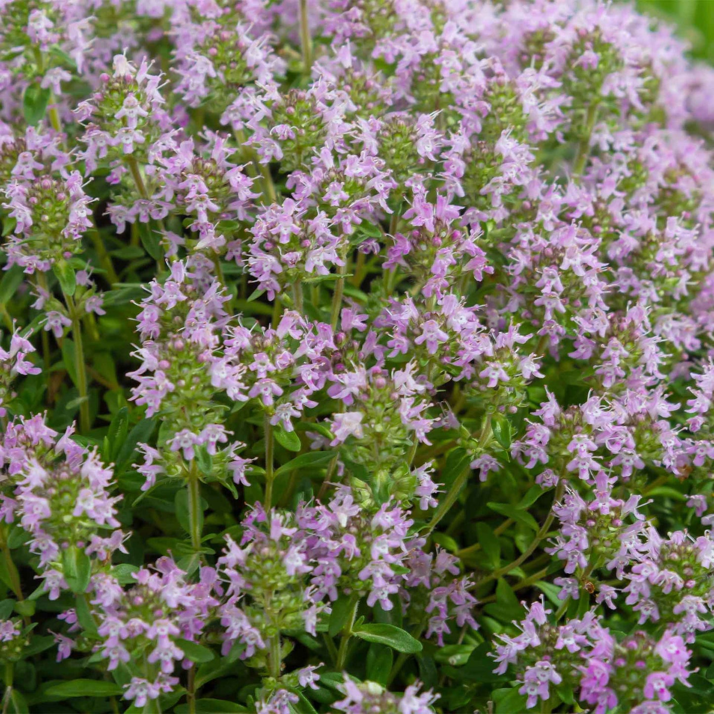 Elfin Thyme (Thymus serpyllum 'Elfin')