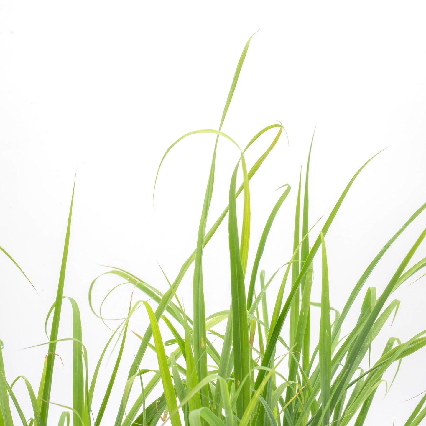 West Indian Lemongrass | Live Edible Herb in 4 Inch Nursery Pot | Cymbopogon Citratus