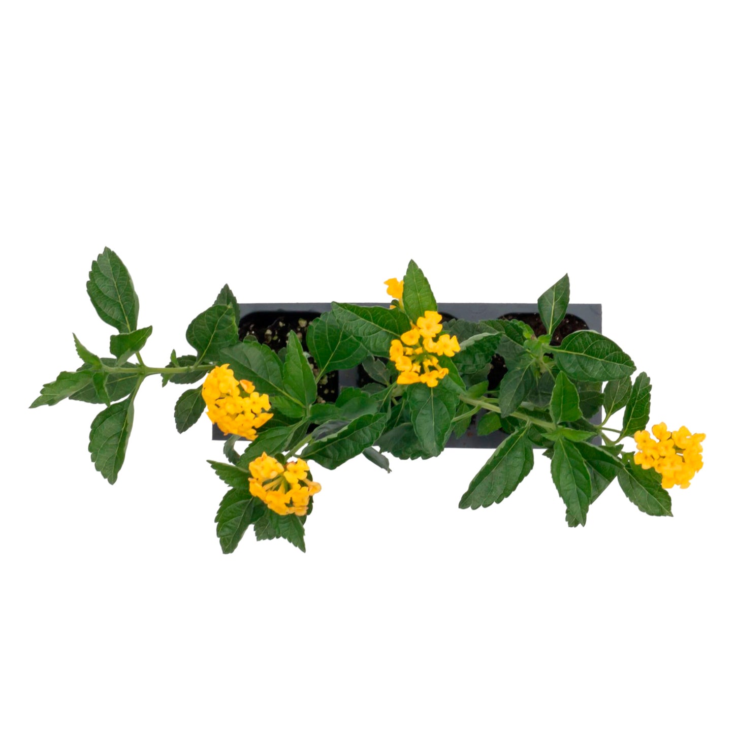 New Gold Lantana | Live Plant in 2.5 Inch Nursery Cube | Lantana x 'New Gold'