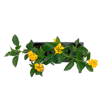 New Gold Lantana | Live Plant in 2.5 Inch Nursery Cube | Lantana x 'New Gold'