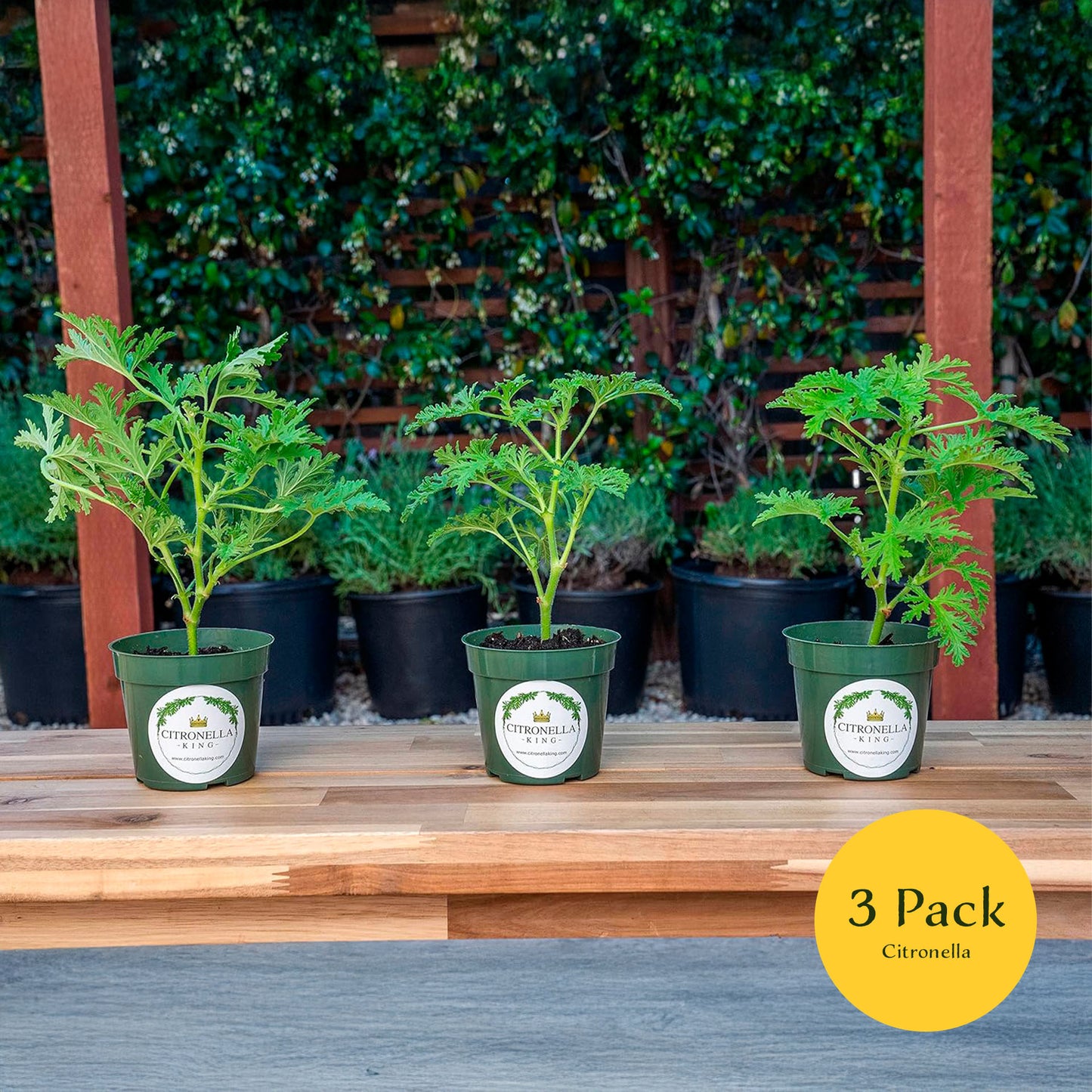 Citronella | Live Herb in 4 Inch Nursery Pot | Pelargonium graveolens