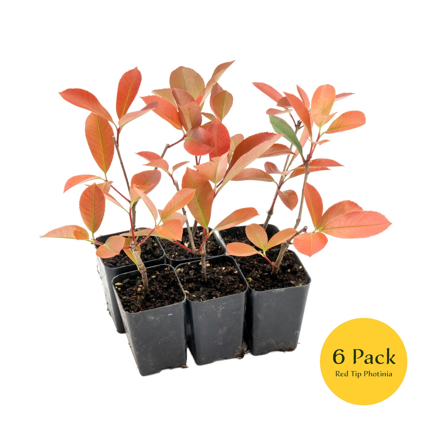 Red Tip Photinia | Live Plant in 3.5 Inch Nursery Cube | Photinia x Fraseri