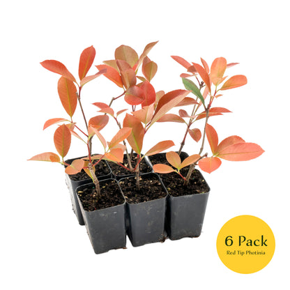 Red Tip Photinia | Live Plant in 3.5 Inch Nursery Cube | Photinia x Fraseri