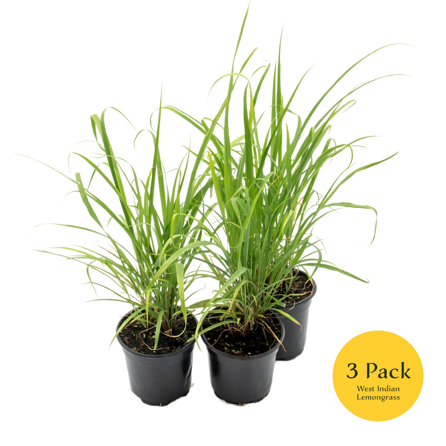 West Indian Lemongrass | Live Edible Herb in 4 Inch Nursery Pot | Cymbopogon Citratus