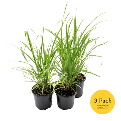 West Indian Lemongrass | Live Edible Herb in 4 Inch Nursery Pot | Cymbopogon Citratus